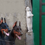 Things to make you smile