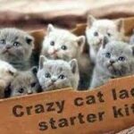 crazy cat lady