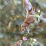 mice chain and flower