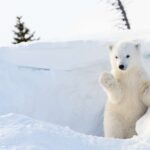 polar cub waving